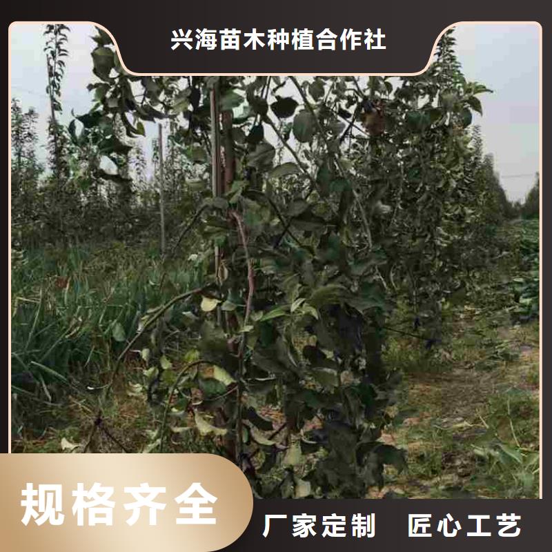 苹果苗核桃苗货源稳定