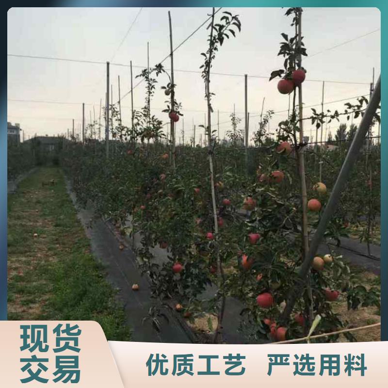 苹果苗【梨树苗】品质保障售后无忧