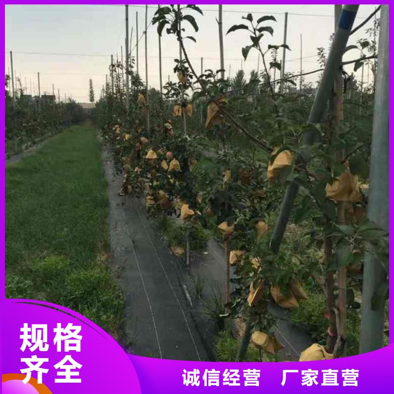 苹果苗,【梨树苗】实力优品