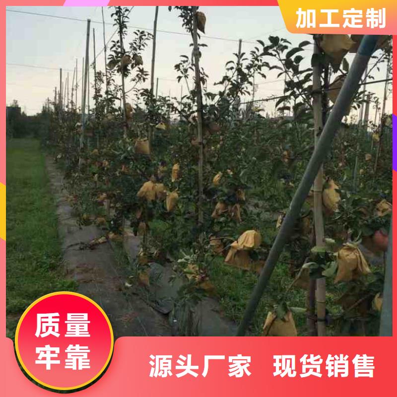 苹果苗,【梨树苗】实力优品