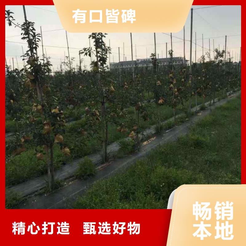 苹果苗花椒苗的图文介绍