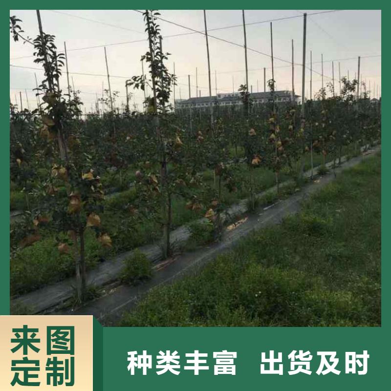 苹果苗【花椒苗】种类多质量好