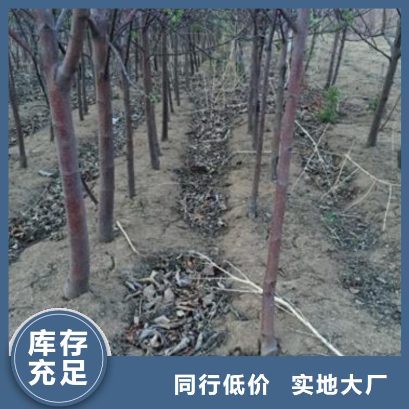 【苹果苗蓝莓苗免费询价】