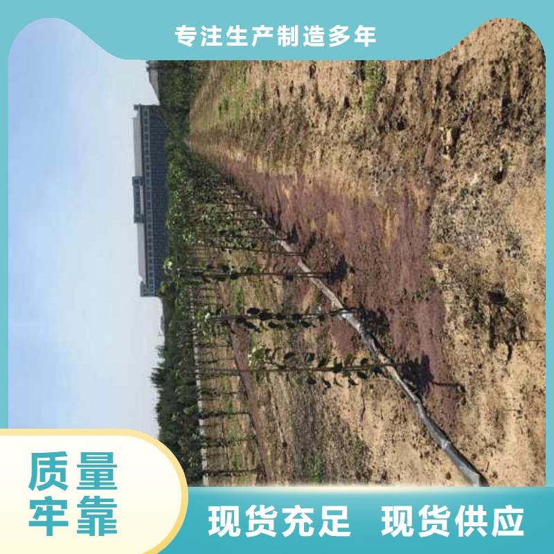 苹果苗-花椒苗真正的源头厂家
