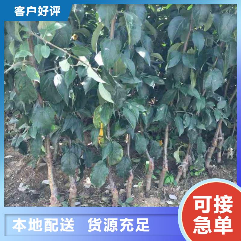 苹果苗,【梨树苗】实力优品