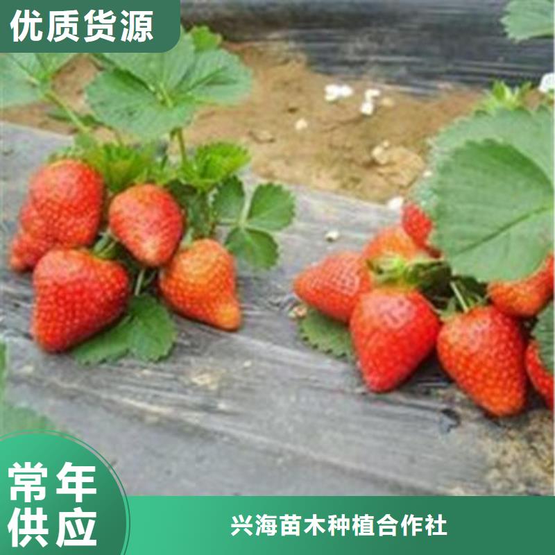 【草莓苗核桃苗真材实料】