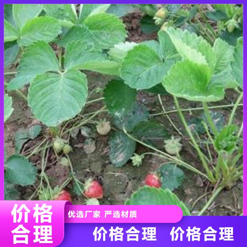 草莓苗蓝莓苗专业信赖厂家