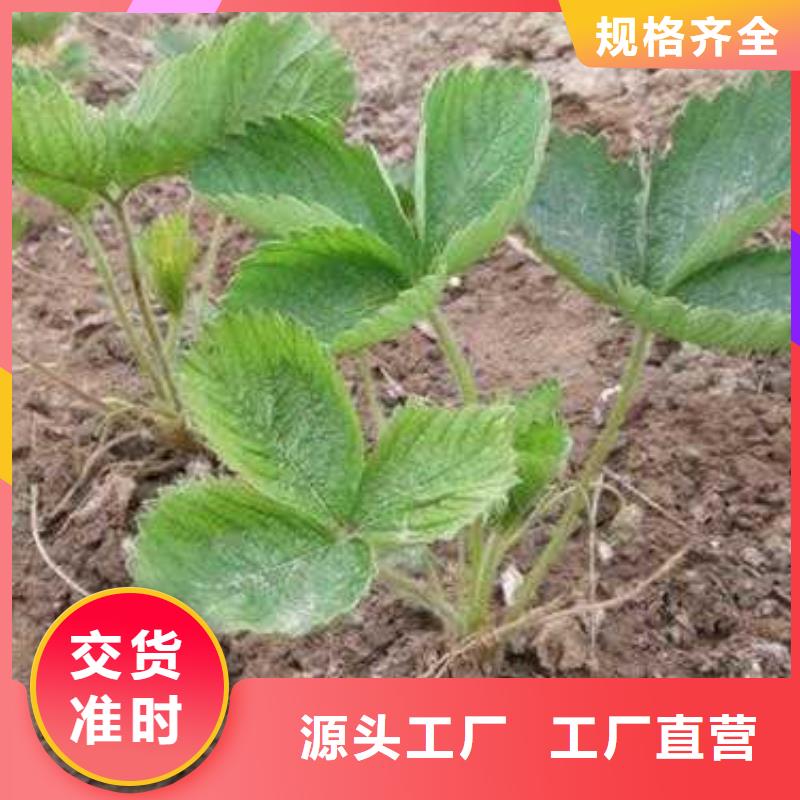 草莓苗【梨树苗】支持拿样