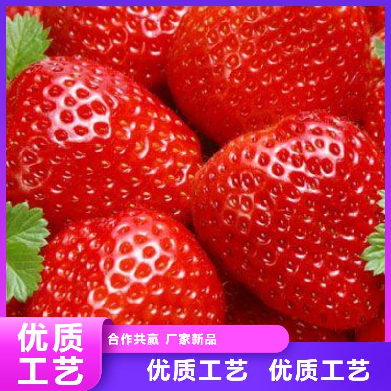 【草莓苗】李子苗工厂现货供应