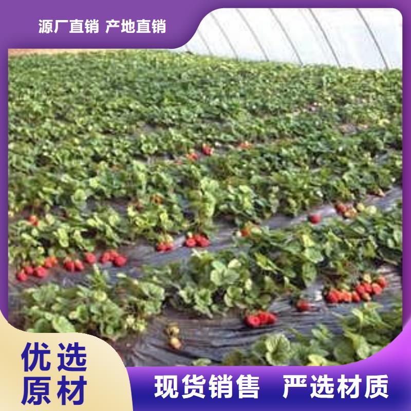 【草莓苗】葡萄苗支持大小批量采购