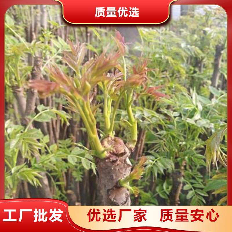 香椿苗桃树苗厂家直销供货稳定