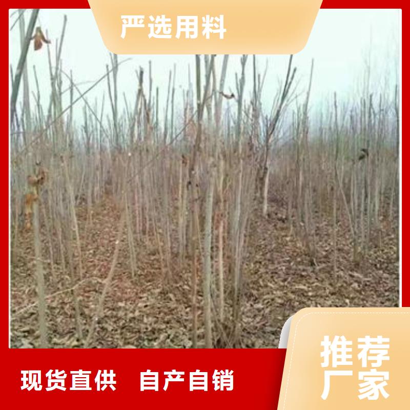 香椿苗【板栗苗】质量层层把关