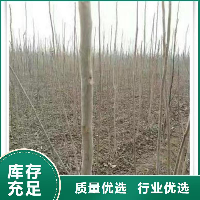 香椿苗山楂苗厂家质量过硬