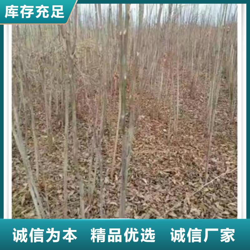 香椿苗-核桃苗定制零售批发