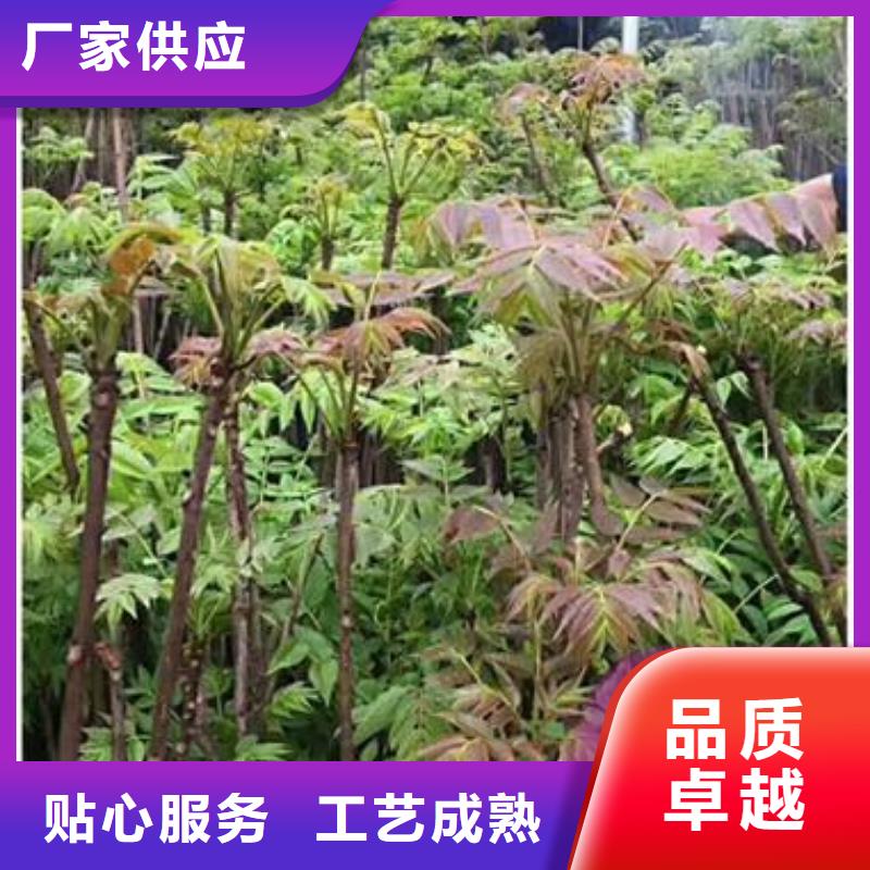 【香椿苗】蓝莓苗推荐商家