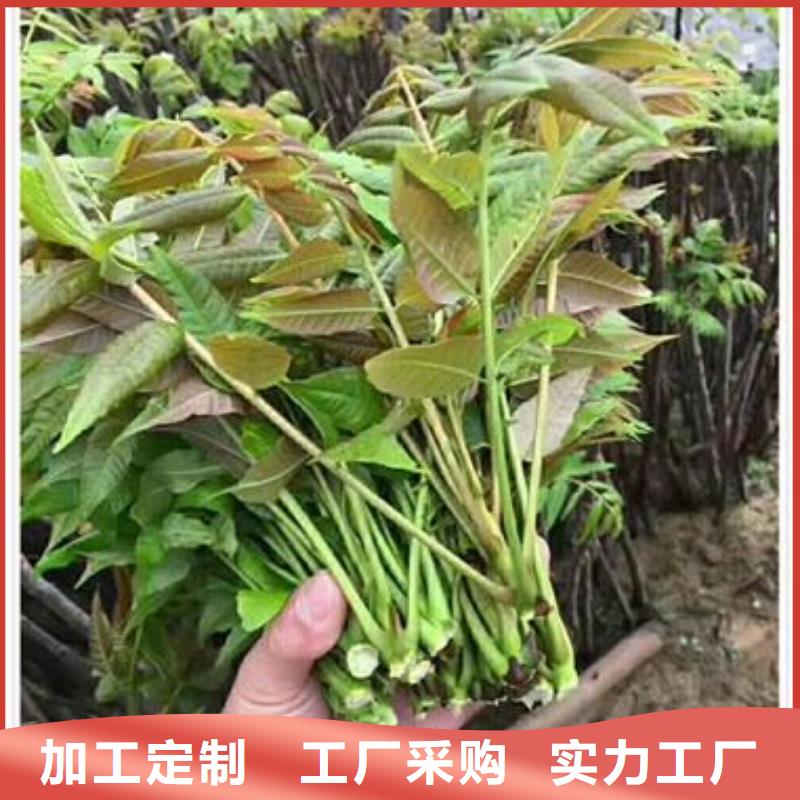 【香椿苗,蓝莓苗快速生产】