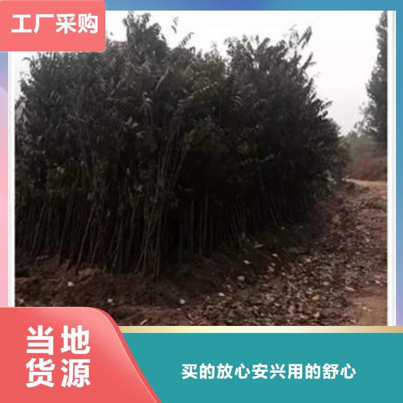 香椿苗-核桃苗定制零售批发