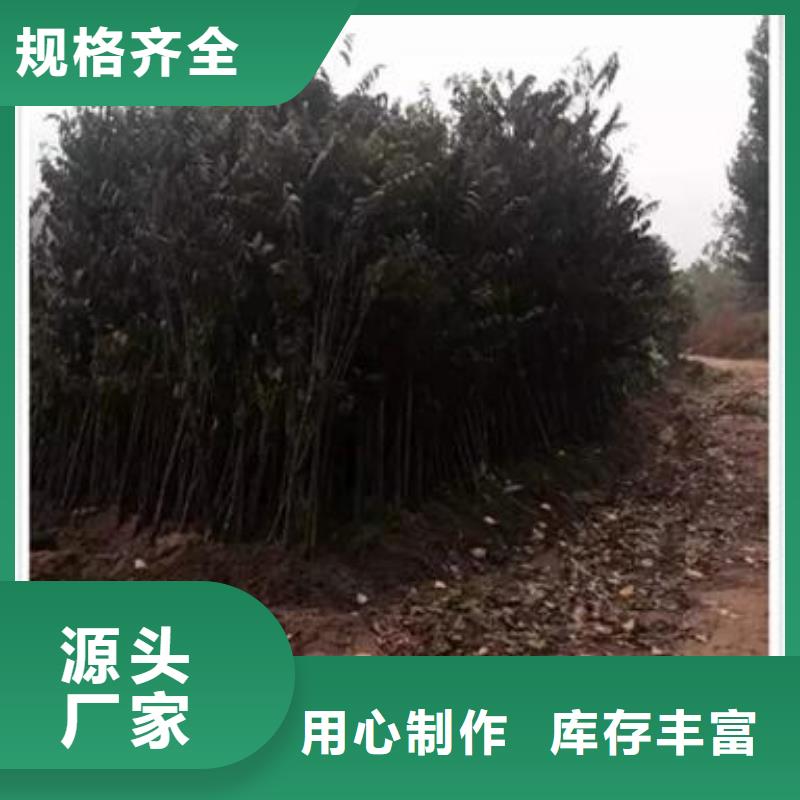 【香椿苗桃树苗快速物流发货】