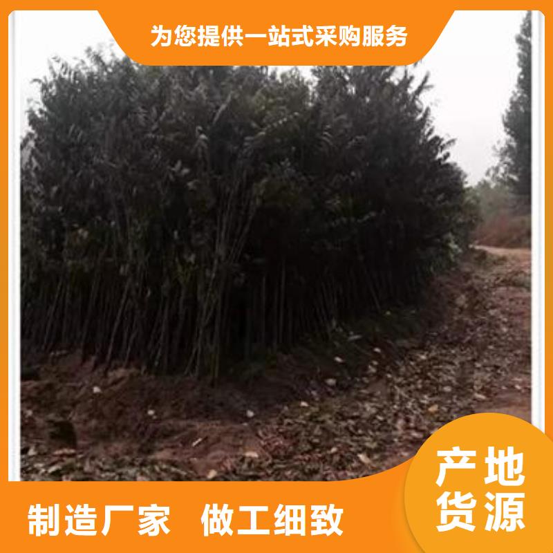 香椿苗,梨树苗产地采购