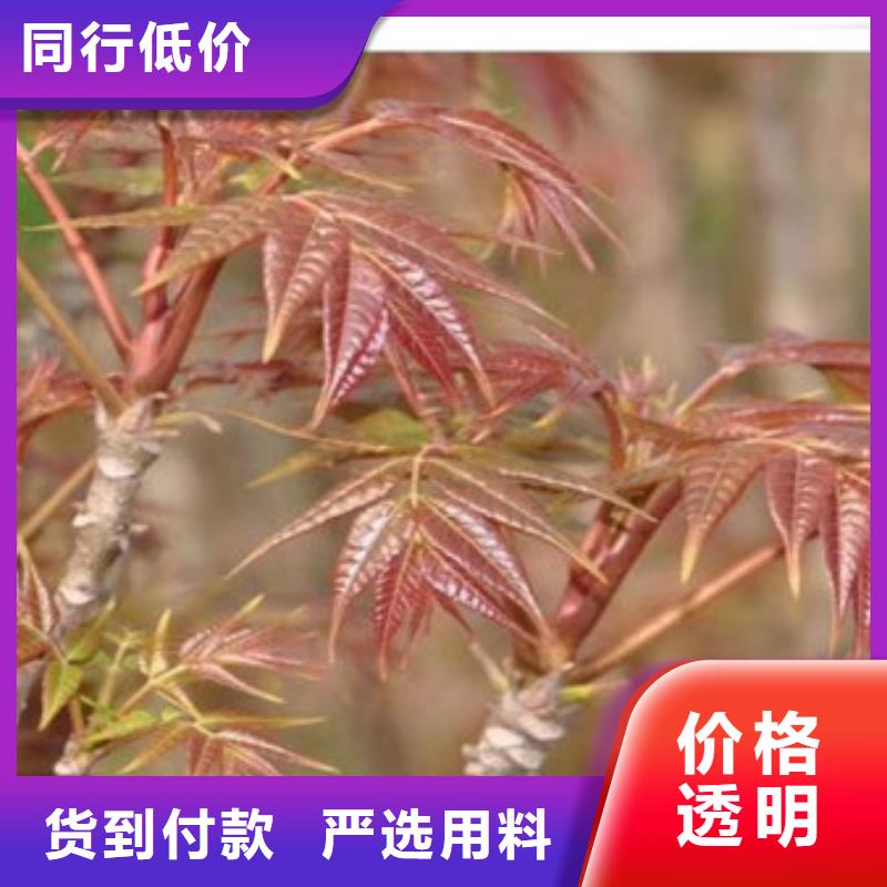 香椿苗【板栗苗】质量层层把关