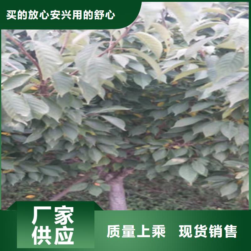 樱花核桃苗樱花苗长果桑树苗现货采购