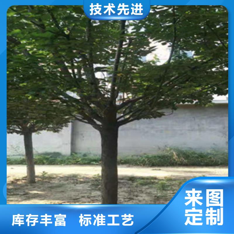 【樱花】核桃苗樱花苗长果桑树苗当日价格