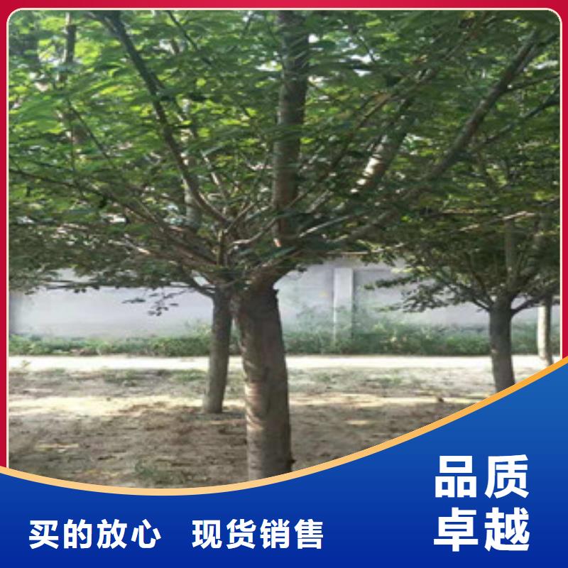 【樱花】占地果树质量层层把关