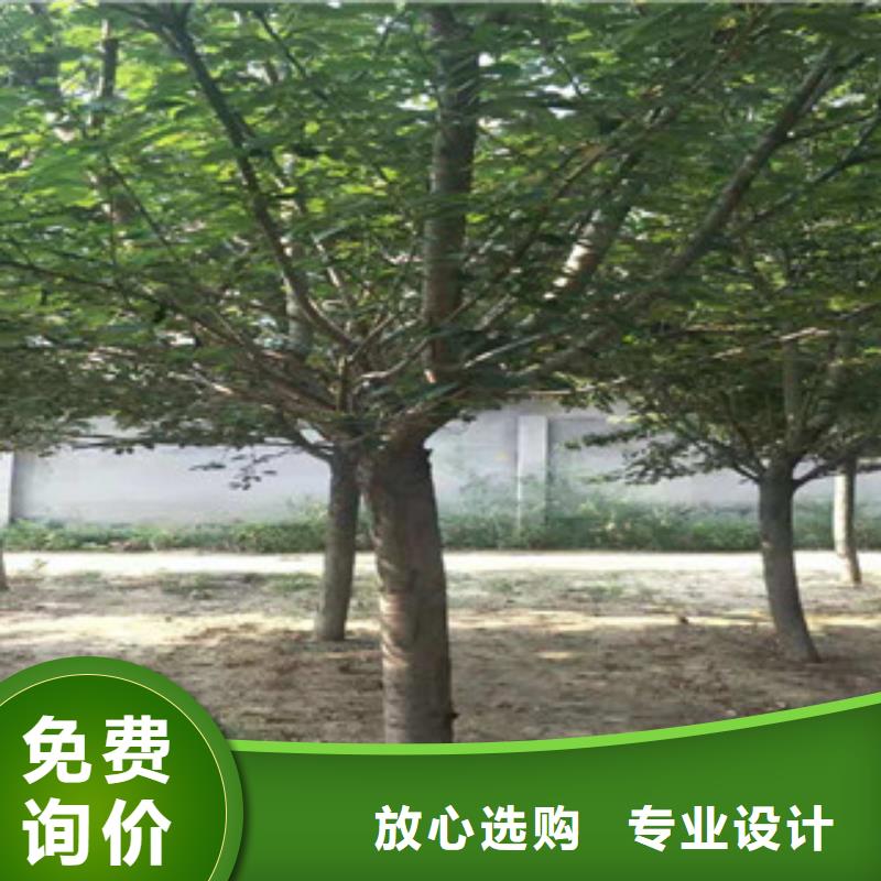 【樱花】蓝莓苗专业生产设备