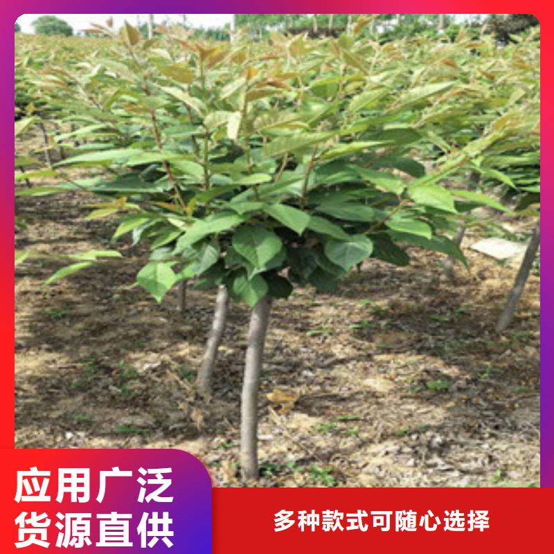 樱花钙果苗生产厂家