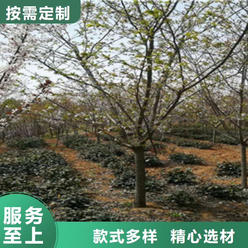 【樱花】樱桃苗海量库存