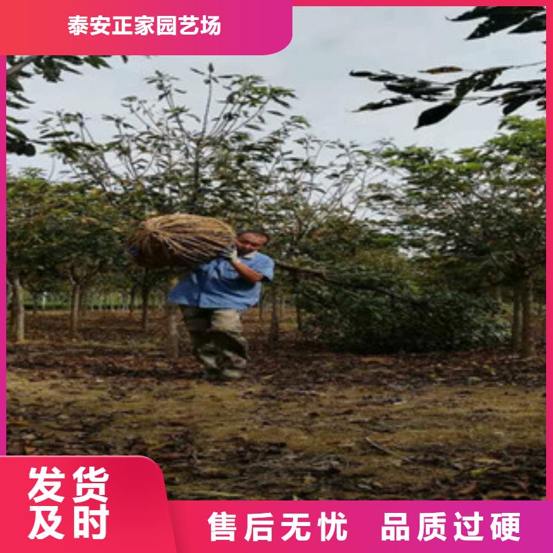 樱花_绿化树绿化工程定制销售售后为一体