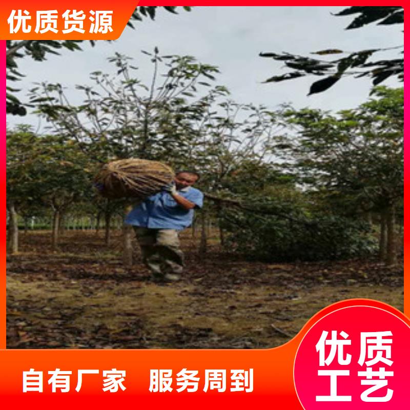 【樱花】樱桃苗海量库存