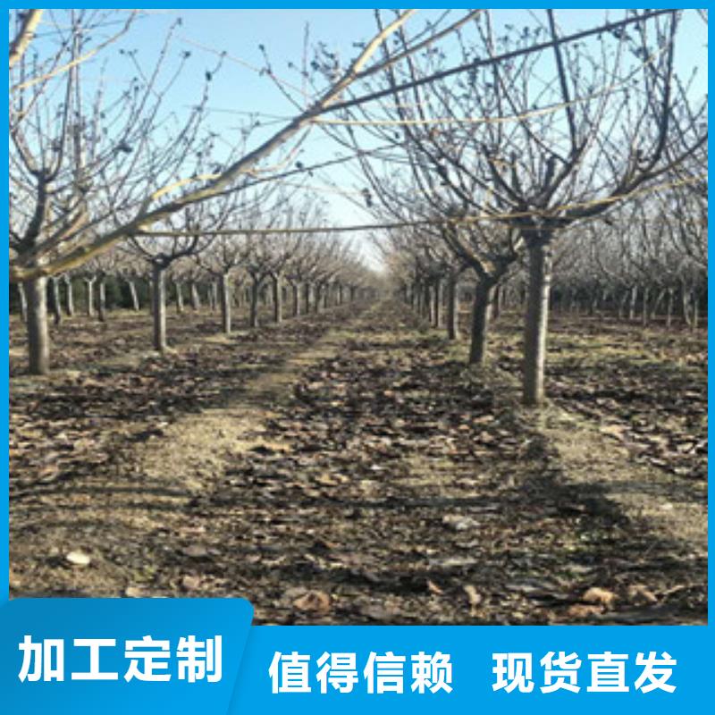 樱花绿化树绿化工程品质保证实力见证
