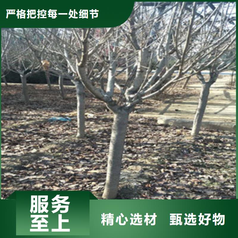 樱花樱桃苗颜色尺寸款式定制