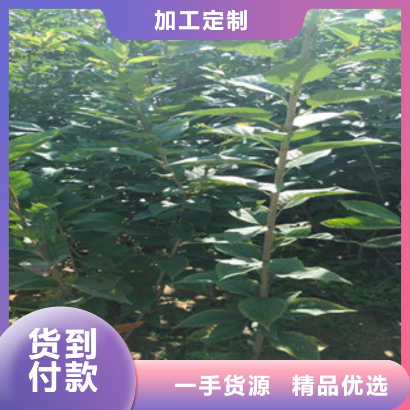 樱花绿化树绿化工程选择我们没错