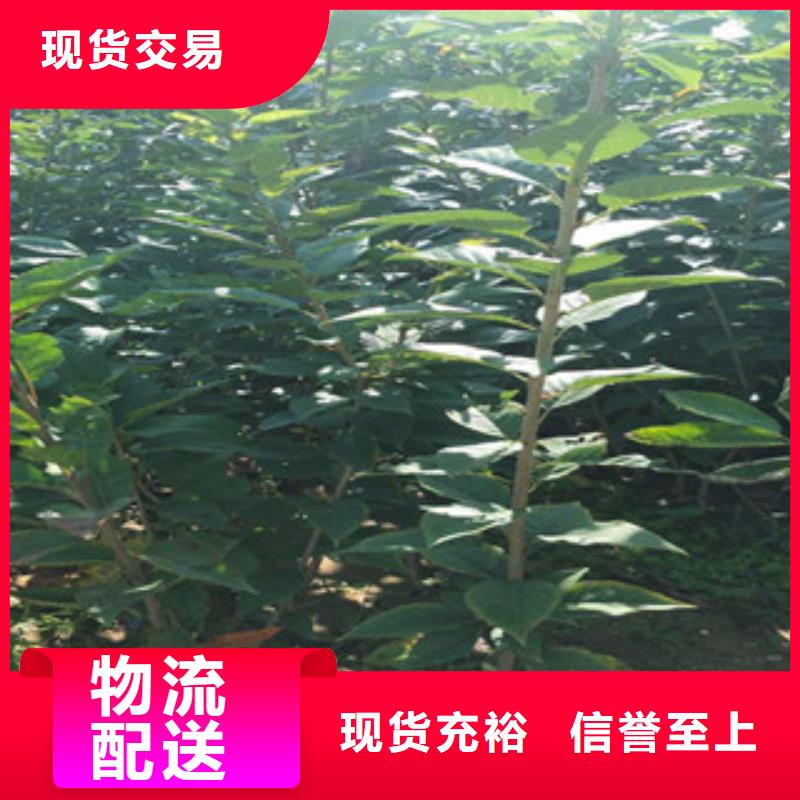 樱花【樱桃苗】我们更专业