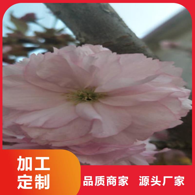 樱花-占地果树信誉至上