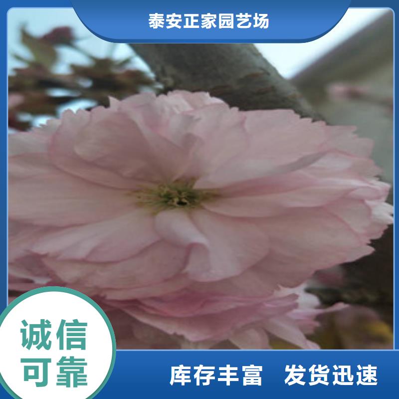 【樱花核桃苗樱花苗长果桑树苗专注质量】