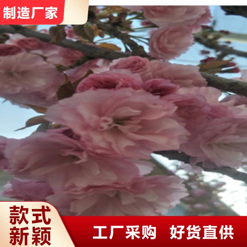 樱花核桃苗樱花苗长果桑树苗精选厂家好货