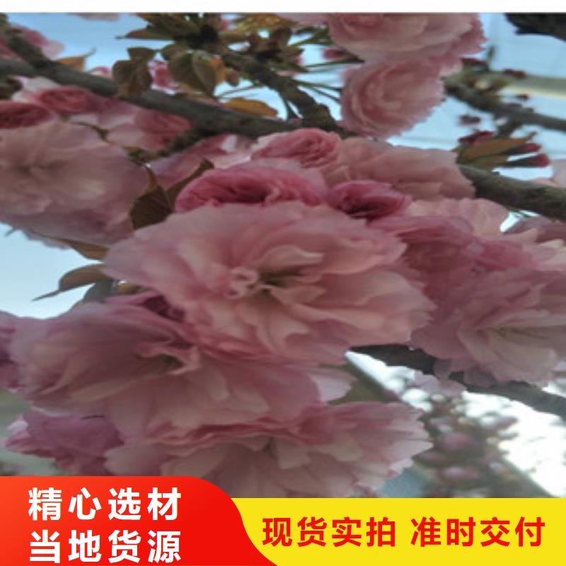 【樱花蓝莓苗厂家工艺先进】