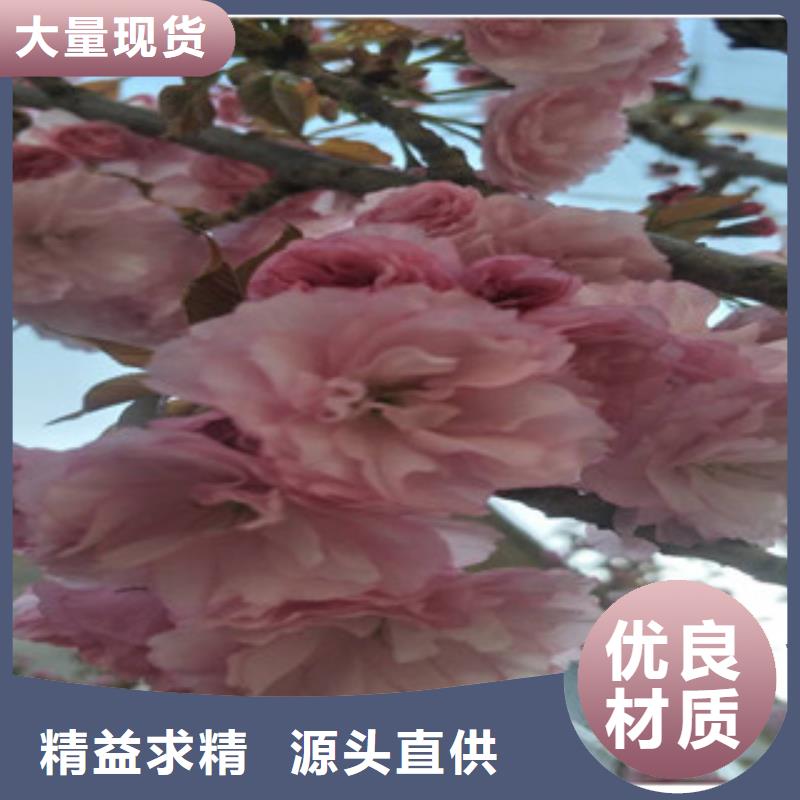 【樱花绿化树绿化工程厂家直销安全放心】