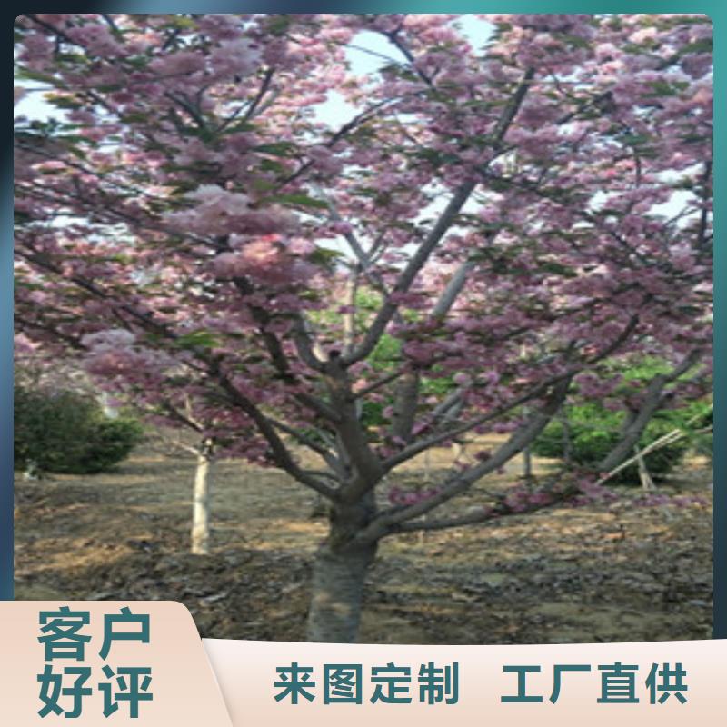 樱花【碧桃】现货实拍