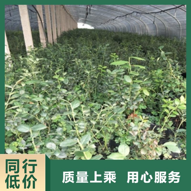 蓝莓苗碧桃质检合格出厂