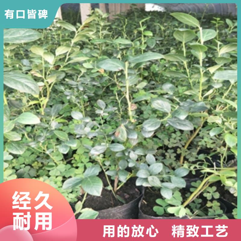 蓝莓苗-【樱桃苗】实力工厂