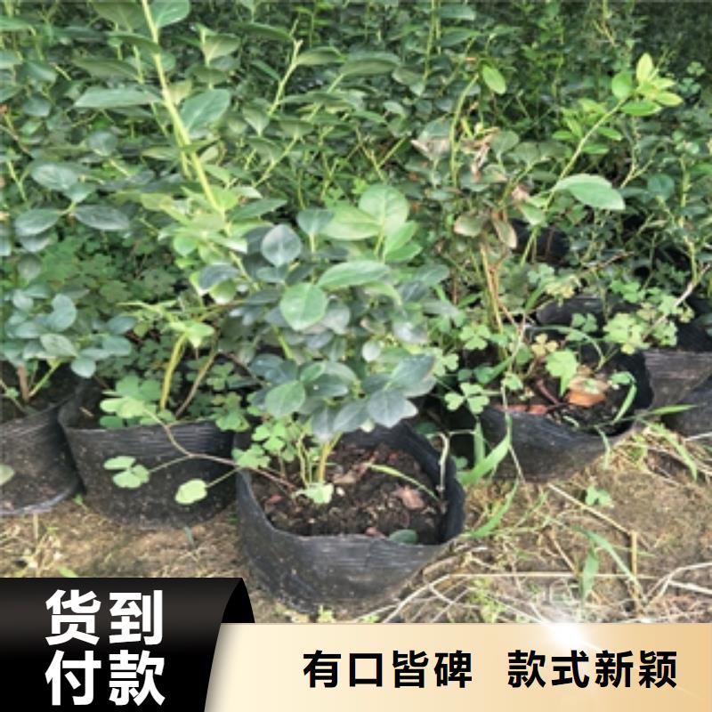 蓝莓苗打造好品质