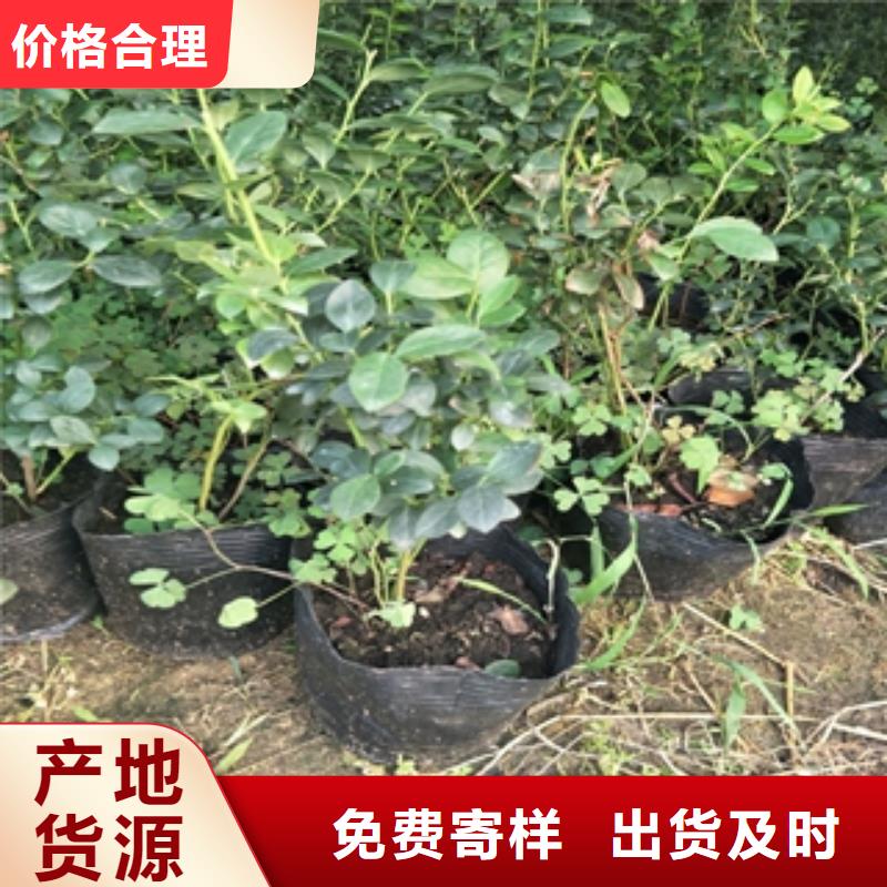 蓝莓苗碧桃质检合格出厂