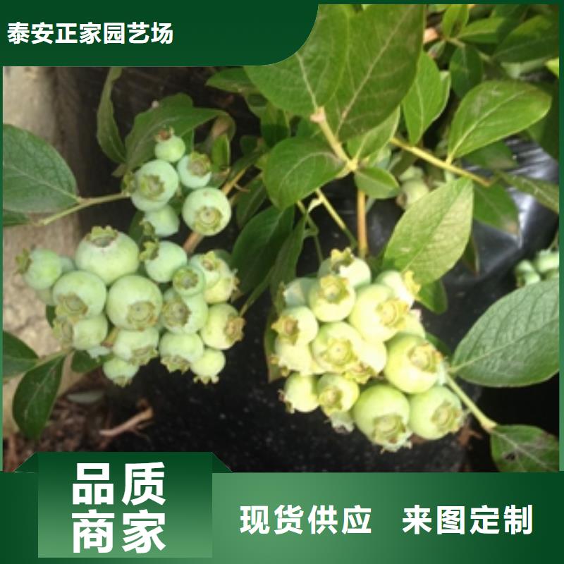 蓝莓苗_核桃苗樱花苗长果桑树苗品牌企业