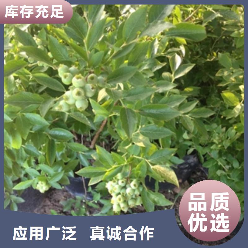 【蓝莓苗】核桃苗樱花苗长果桑树苗高品质现货销售