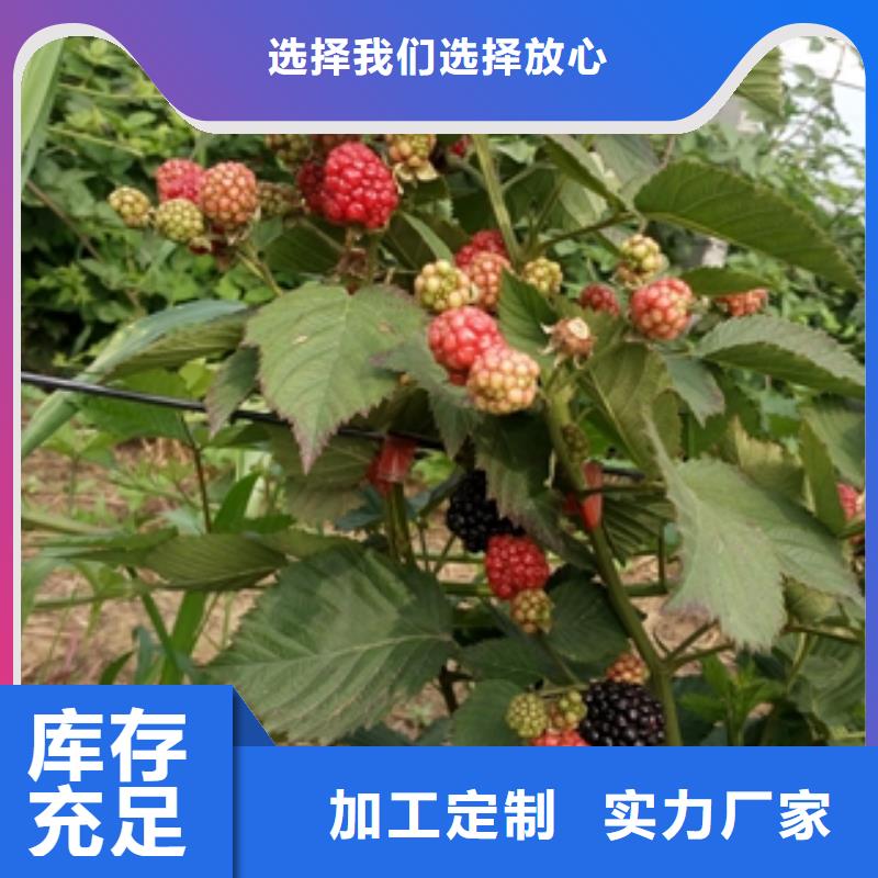 【树莓苗】泰山景松 造型景松优选货源 正家园艺场(克拉玛依市分公司)