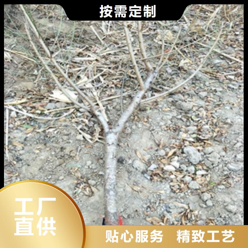 桃树,【蓝莓苗】厂家大量现货